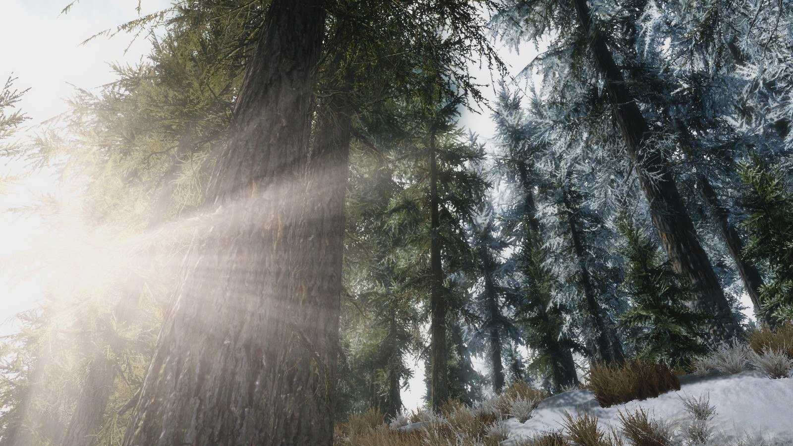 Skyrim Special Edition текстуры дождя. Ancient Trees of Skyrim. Simply bigger Trees.